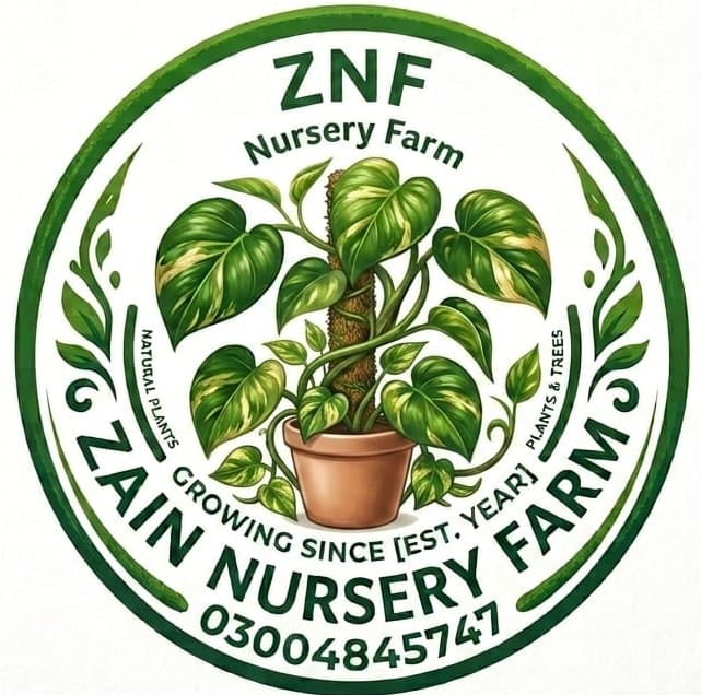 ZAIN NURSERY FARM
