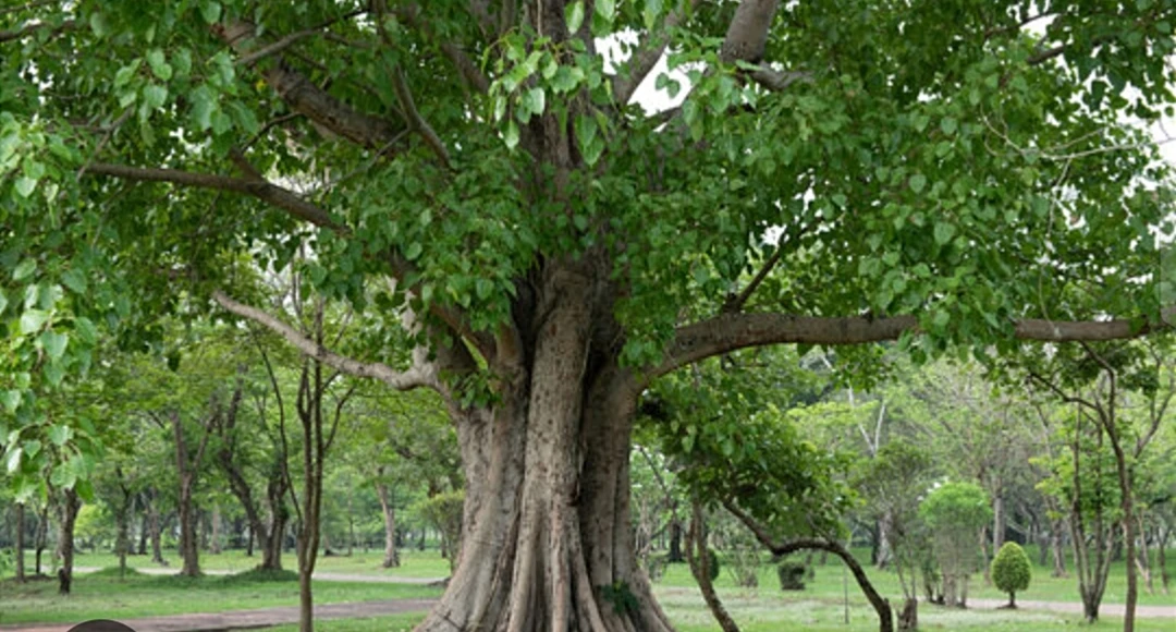 Pipal Tree fast growing,shady