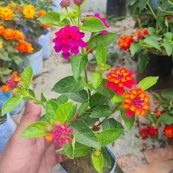 Lantana