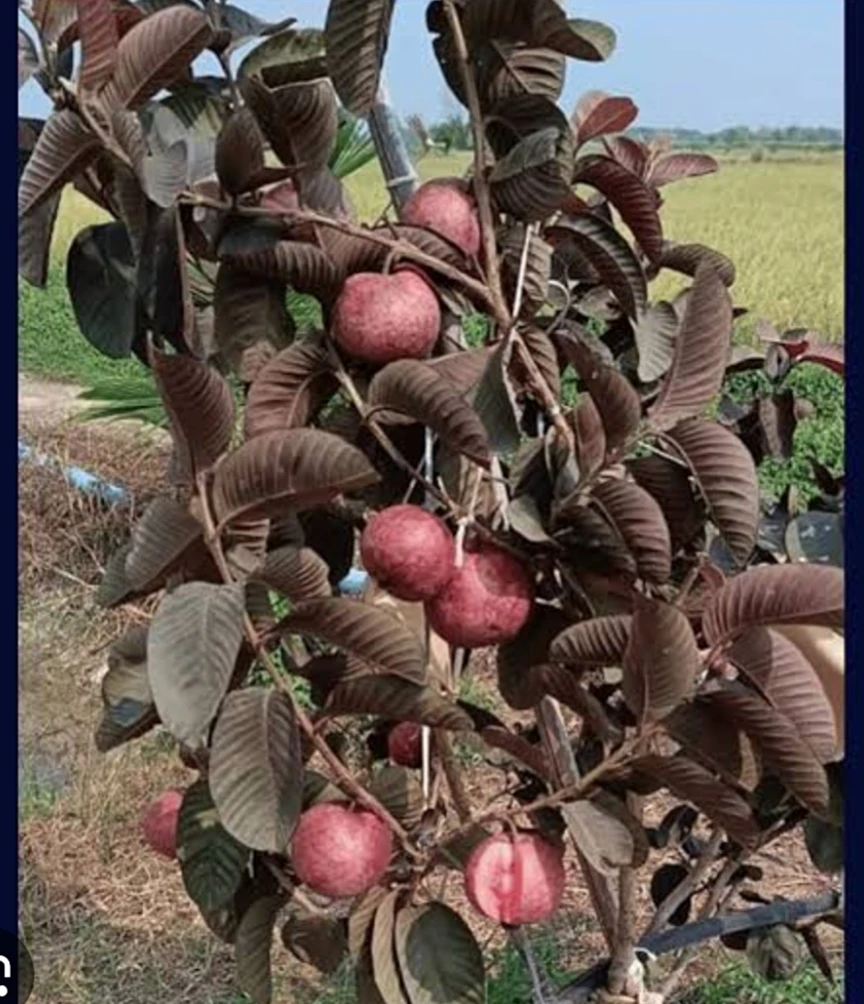 Black Guava Fruit Plant