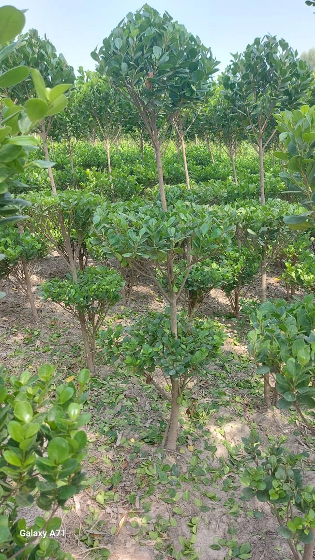 Ficus