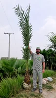 Date (Khajoor)
