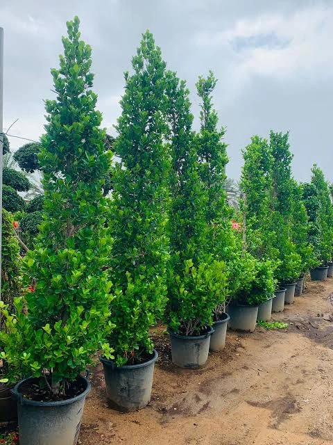 Ficus