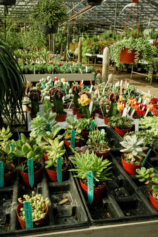 Indoor-to-Outdoor Transition Plants