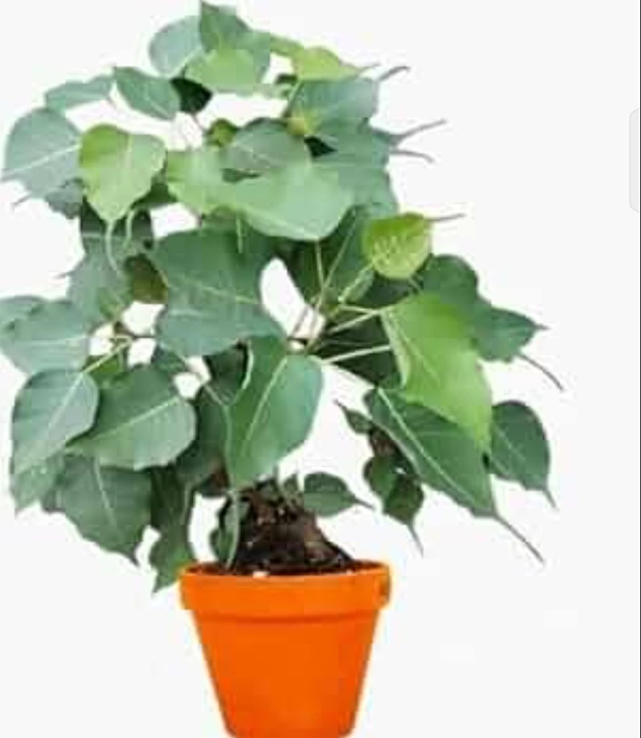Pipal Tree fast growing,shady