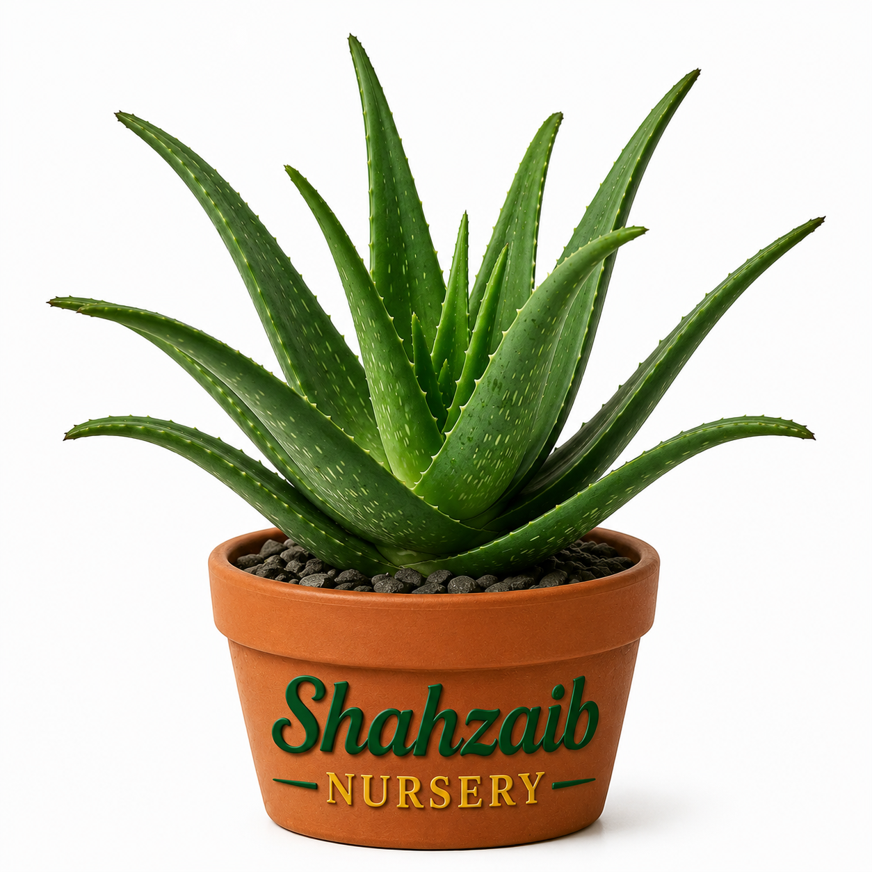 Shahzaib Nursery