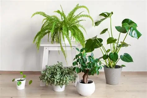 Indoor Plants