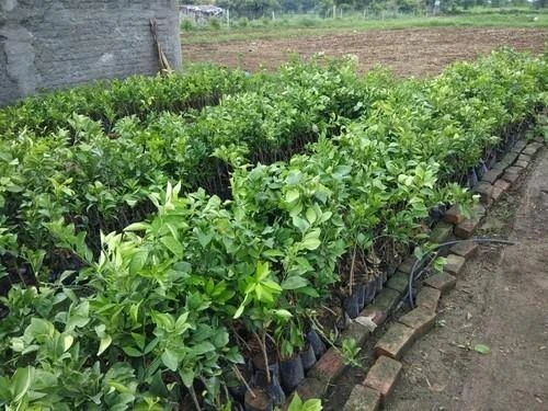 Kumquat (Citrus japonica) Plant 12" Pot/ Bag