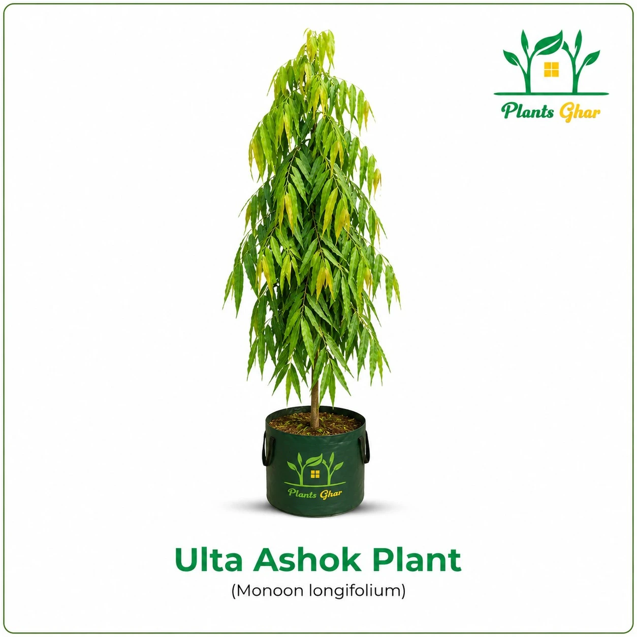 Ulta Ashok