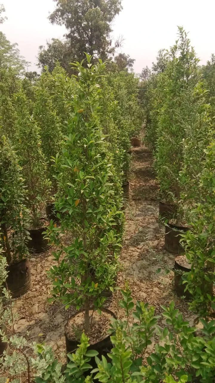 Semimeniture ficus cone