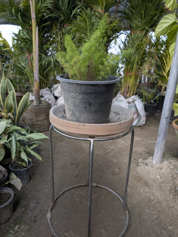 Asparagus Fern ‘Mary’ (Sparagrass Mary)