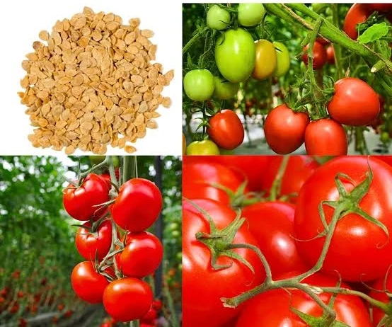 Florida Royal Tomato