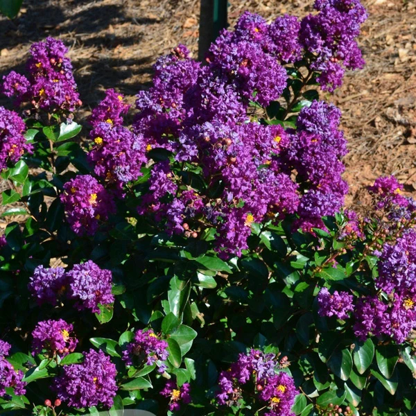 Lajustonia different colors