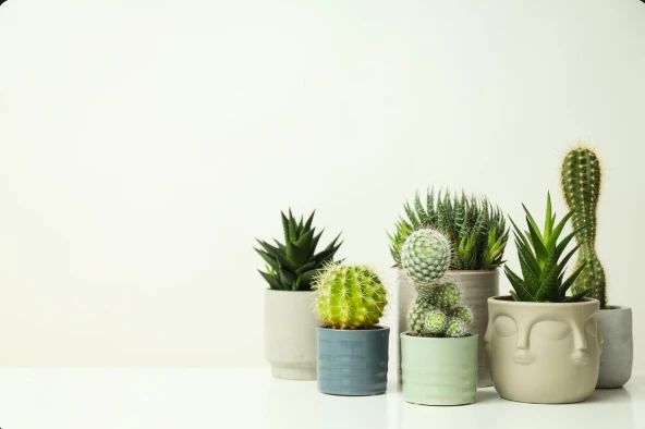 Plant Pots in Pakistan — Clay, Ceramic & Plastic Guide (2026)