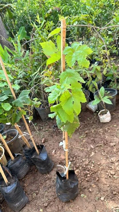 Sultania-C Grapes (Seedless) Plant 10" Bag