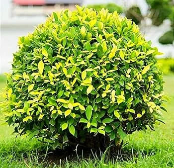Golden Bori Football