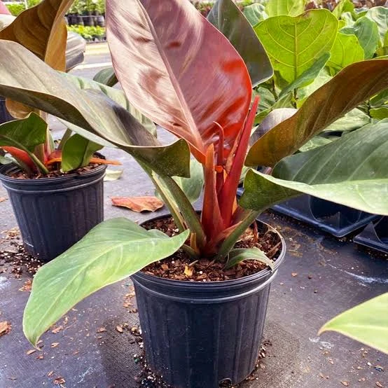 Blushing philodendron