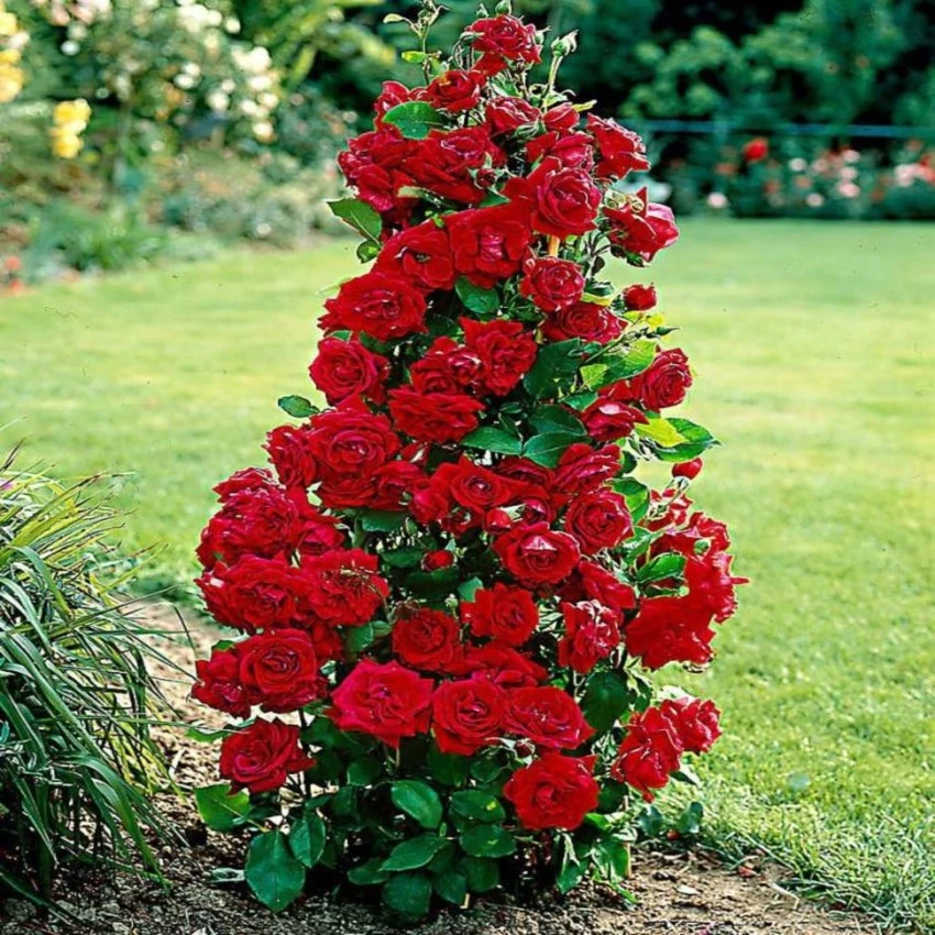 gulab phool