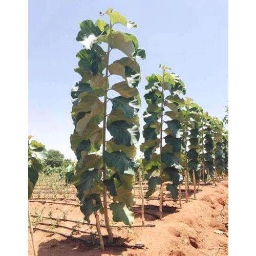 Sagwan one of the richest plant