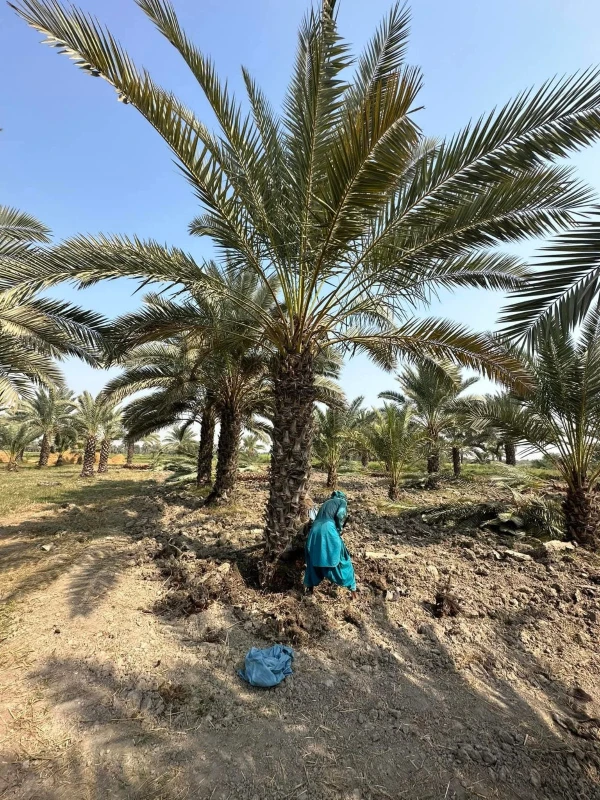 Aseel Date tree